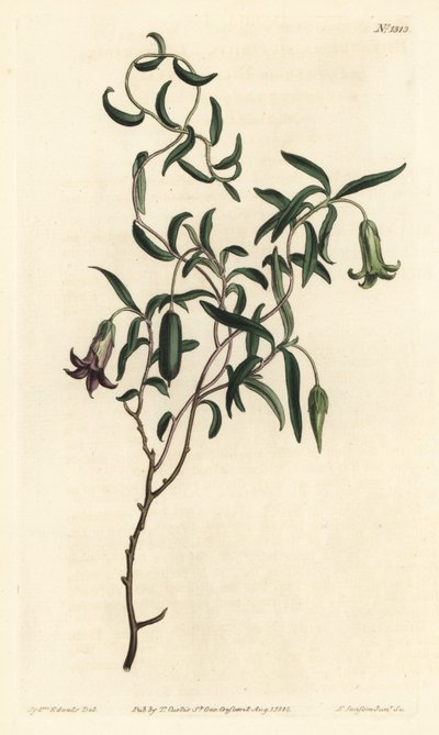 Billardiera mutabilis - Grabado en cobre coloreado a mano por F. Sansom Jr. después de una ilustración de Sydenham Edwards de la Revista Botánica de William Curtis, T. Curtis, Londres de Sydenham Teast Edwards