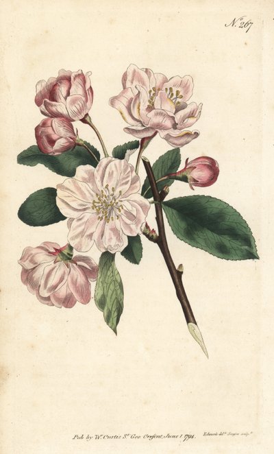 Malus spectabilis (Pyrus spectabilis). Grabado en cobre coloreado a mano por Sansom después de una ilustración de Sydenham Edwards de la Revista Botánica de William Curtis, Londres de Sydenham Teast Edwards