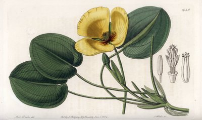 Amapola acuática - Placa grabada por S. Watts, de una ilustración de Sarah Anne Drake (1803-1857), del Registro Botánico de Sydenham Edwards (1768-1819), Inglaterra de Sydenham Teast Edwards