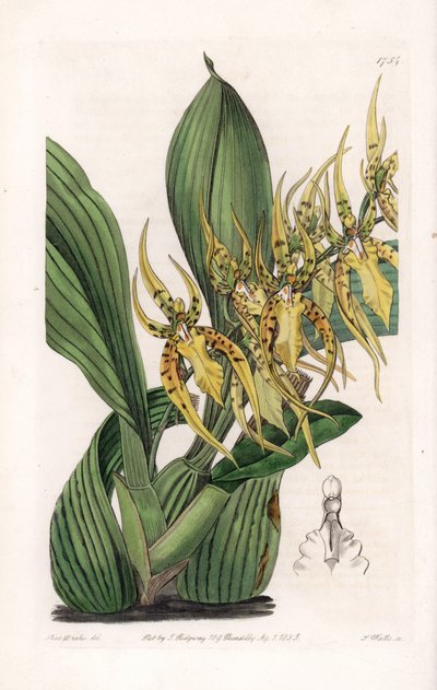 Orquídea Araignée - Placa grabada por S. Watts, de una ilustración de Sarah Anne Drake, del Registro Botánico de Sydenham Edwards, Inglaterra de Sydenham Teast Edwards