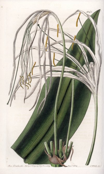 Lirio araña o narciso de mar de Sydenham Teast Edwards