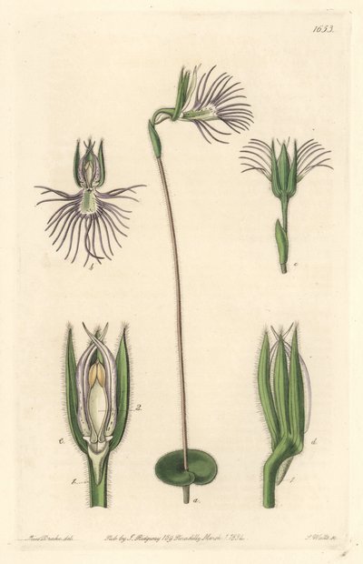 Orquídea araña, nativa de Sudáfrica, del Botanical Register de Sydenham Teast Edwards