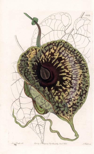 Aristoloche Variete - Placa grabada por S. Watts, de una ilustración de Sarah Anne Drake, del Registro Botánico de Sydenham Edwards, Inglaterra de Sydenham Teast Edwards