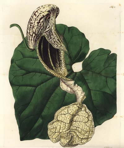 Aristoloche variedad, del Registro Botánico de Sydenham Edwards de Sydenham Teast Edwards