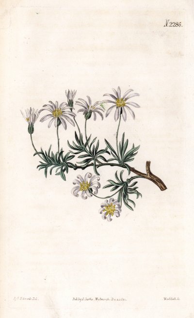 Aster acre - Aster arbustivo, Felicia fruticosa (Aster fruticulosus). Grabado en cobre coloreado a mano por Weddell después de una ilustración de Sydenham Edwards del Botanical Magazine de Samuel Curtis, Londres de Sydenham Teast Edwards