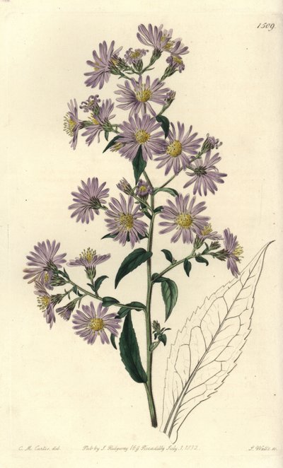 Áster variedad - Áster paniculado, Symphyotrichum lanceolatum de Sydenham Teast Edwards