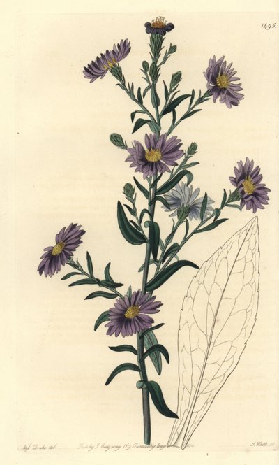 Aster liso, Symphyotrichum laeve de Sydenham Teast Edwards