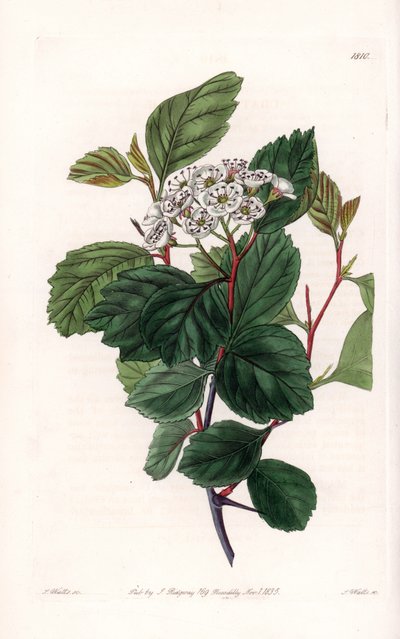 Aubepine o espino blanco, nativo de América del Norte - Grabado por S. Watts, de una ilustración de Sarah Anne Drake (1803-1857), del Registro Botánico de Sydenham Edwards (1768-1819), Inglaterra de Sydenham Teast Edwards