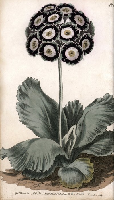 Aurícula o oreja de oso de Sydenham Teast Edwards