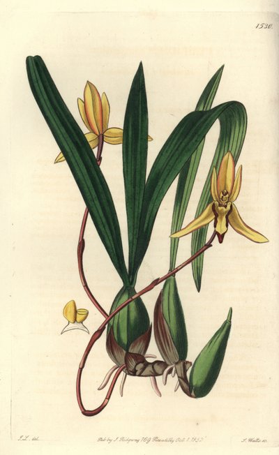 Orquídea epífita australiana, Brasiliorchis marginata de Sydenham Teast Edwards