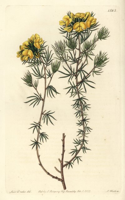 Gompholobium capitado, Gompholobium capitatum de Sydenham Teast Edwards