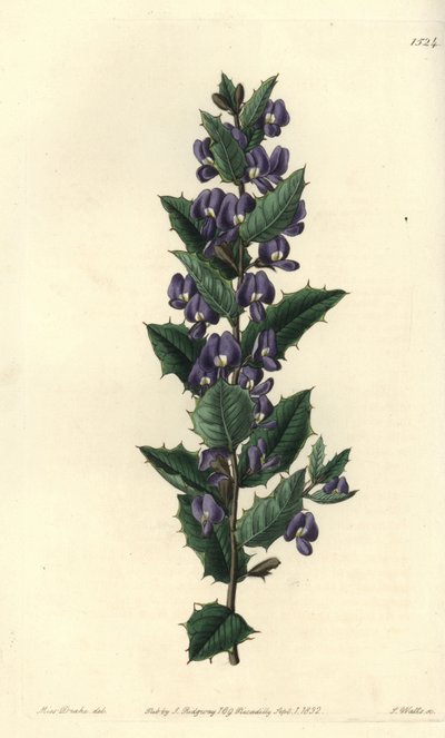 Arbusto australiano hovea variedad - Hovea chorizemifolia de Sydenham Teast Edwards