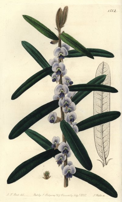 Variedad de arbusto hovea australiano - del Registro Botánico de Sydenham Teast Edwards