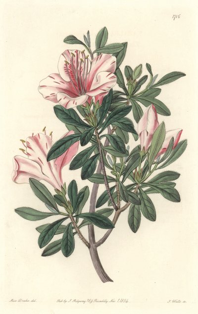 Azalea de Floristas, del Registro Botánico de Sydenham Teast Edwards