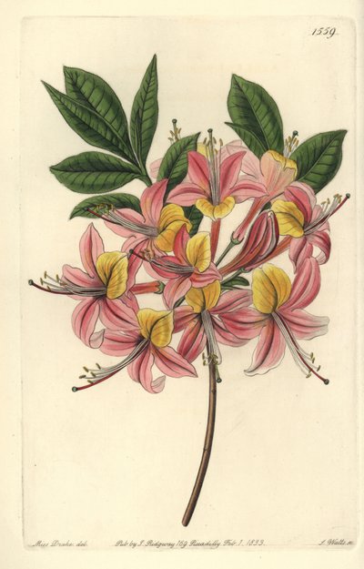 Azalea pontica amarilla - del Registro Botánico de Sydenham Teast Edwards