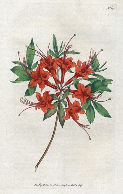 Azalea con flores desnudas (Rhododendron periclymenoides), del Botanical Magazine de William Curtis de Sydenham Teast Edwards