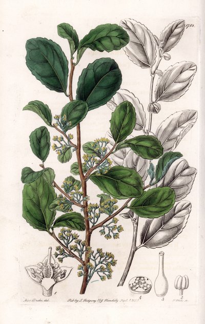 Azara Variete - Placa grabada por S. Watts, de una ilustración de Sarah Anne Drake (1803-1857), del Registro Botánico de Sydenham Edwards (1768-1819), Inglaterra de Sydenham Teast Edwards