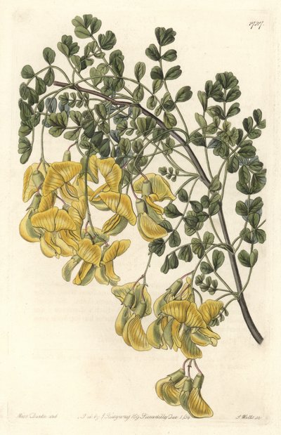 Baguenaudier de Nepal, del Registro Botánico de Sydenham Teast Edwards