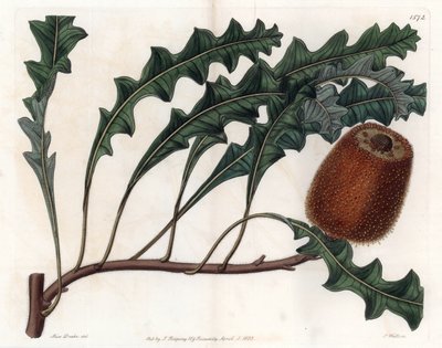 Banksia gardneri, del Botanical Register de Sydenham Edwards de Sydenham Teast Edwards