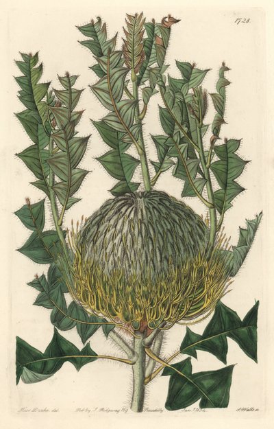 Banksia speciosa, originaria de Australia - Agua fuerte por S. Watts de una ilustración de Sarah Anne Drake, del Registro Botánico de Sydenham Teast Edwards