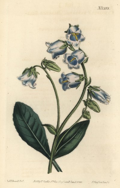 Campanula barbata - Campanula barbata. Grabado en cobre coloreado por F. Sansom Jr. de una ilustración de Sydenham Edwards del Botanical Magazine de William Curtis, Londres de Sydenham Teast Edwards