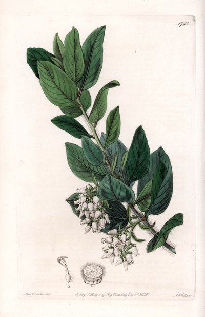 Uva de oso, originaria de California - Grabado por S. Watts, de una ilustración de Sarah Anne Drake, del Registro Botánico de Sydenham Edwards, Inglaterra de Sydenham Teast Edwards