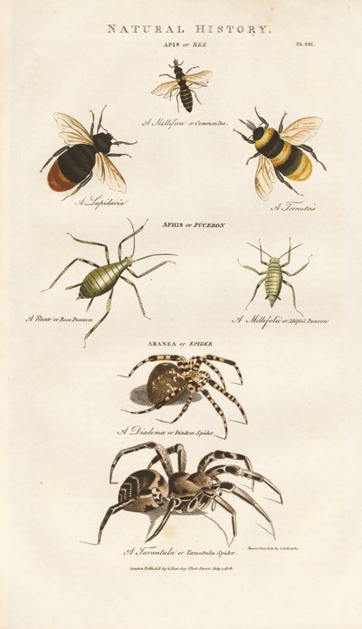 Abejas, pulgones y arañas de Sydenham Teast Edwards