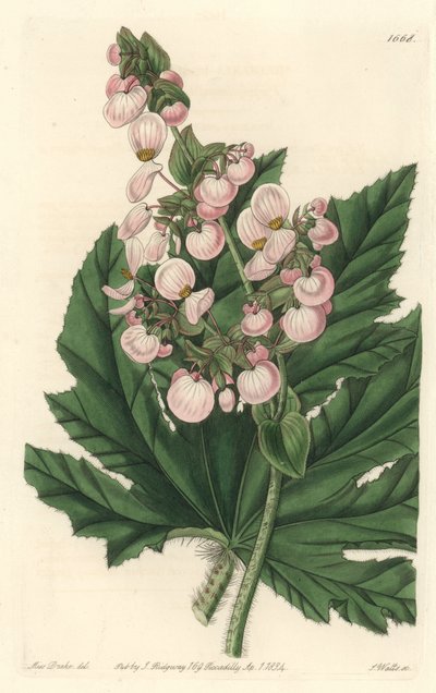Begonia con flores rosadas pálidas, nativa de México de Sydenham Teast Edwards