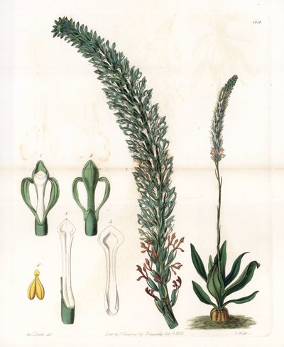 Belle sauroglossum - del Registro Botánico de Sydenham Teast Edwards