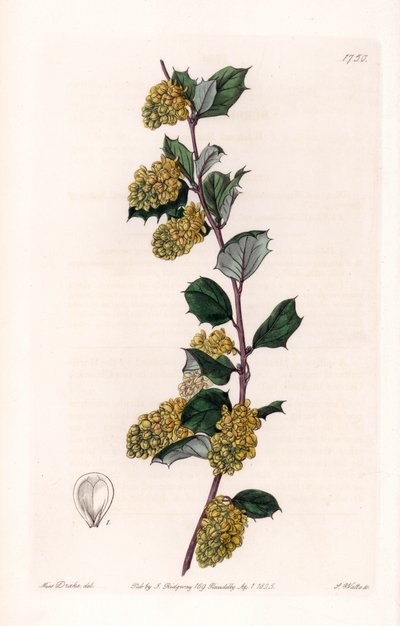 Berberis - Placa grabada por S.Watts, de una ilustración de Sarah Anne Drake, del Registro Botánico de Sydenham Edwards de Sydenham Teast Edwards