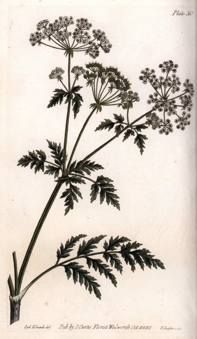 Gran cicuta. Grabado en cobre coloreado, ilustración de Sydenham Edwards (1768-1819) para las Conferencias de Botánica, Jardín Botánico de Lambeth (Inglaterra) de Sydenham Teast Edwards