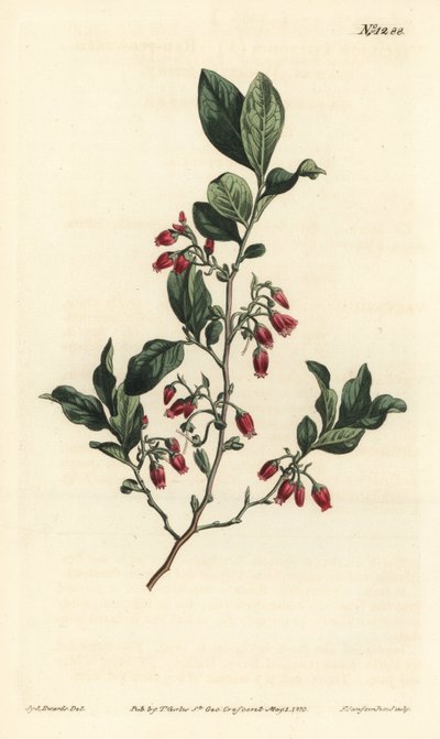 Gaylussacia baccata de Sydenham Teast Edwards
