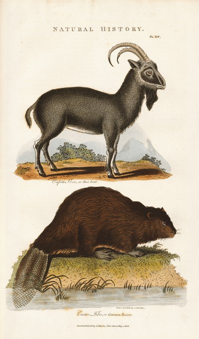  de Sydenham Teast Edwards