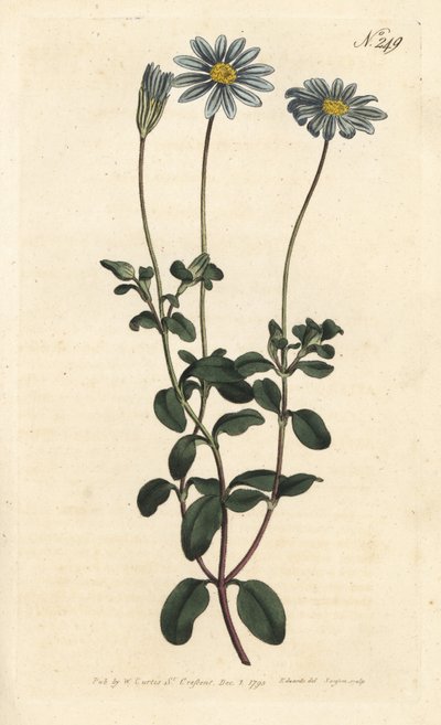 Margarita azul, Felicia amelloides de Sydenham Teast Edwards