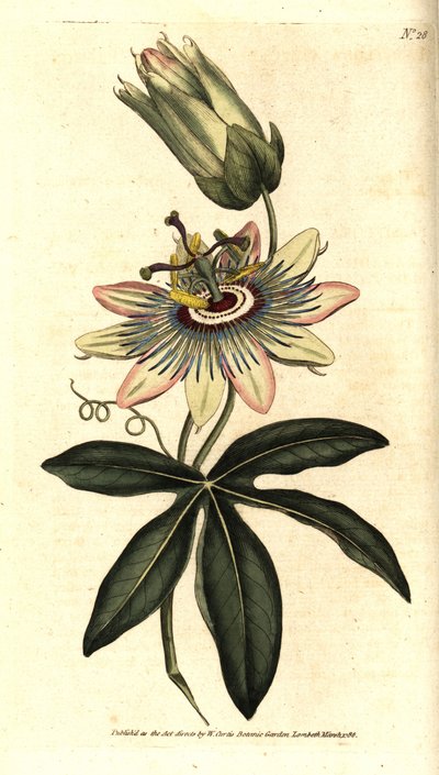 Pasiflora azul - Flor de la pasión común, Passiflora caerulea. Grabado en cobre coloreado a mano después de una ilustración botánica de Sydenham Edwards del Botanical Magazine de William Curtis, Lambeth Marsh, Londres de Sydenham Teast Edwards