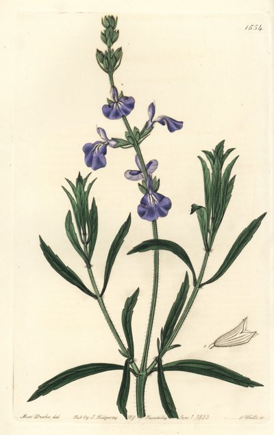 Salvia Azul - del Registro Botánico de Sydenham Teast Edwards