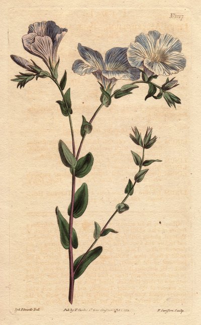 Lino azul y blanco, con flores azul pálido, nativo de Europa. Linum ascyrifolium. Grabado en cobre coloreado a mano de una ilustración botánica de Sydenham Edwards del Botanical Magazine de William Curtis de Sydenham Teast Edwards