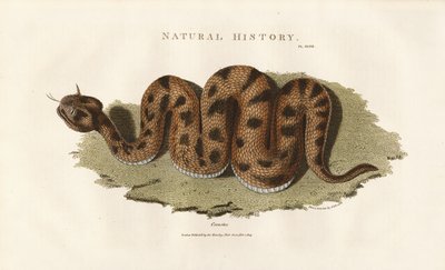 Boa constrictor de Sydenham Teast Edwards