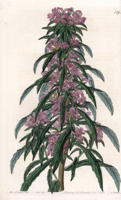 Boisduvalia variedad, epilobio de flores densas - Placa grabada por S.Watts, de una ilustración de Sarah Anne Drake, del Botanical Register de Sydenham Edwards de Sydenham Teast Edwards