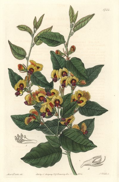 Bossiaea con flores de grado, originaria de Australia - S. Watts fuerte agua de una ilustración de Sarah Anne Drake (1803-1857), del Registro Botánico de Sydenham Teast Edwards
