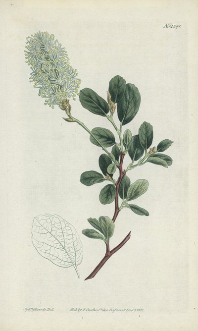 Grabado botánico de Sydenham Teast Edwards