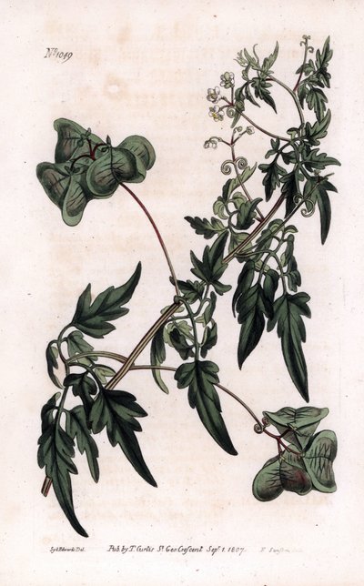 Botánica: cardiospermo o guisante corazón. Cardiospermo liso o planta de globo, Cardiospermum halicacabum. Grabado en cobre coloreado por F. Sansom de una ilustración de Sydenham Edwards del Botanical Magazine de William Curtis, Londres de Sydenham Teast Edwards