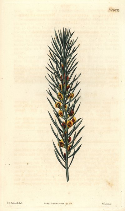 Daviesia Aicularis, nativa de Australia. Ilustración de Sydenham Edwards, grabado por Weddell. Aguafuerte en la Revista Botánica de Curtis, por Samuel Curtis de Sydenham Teast Edwards
