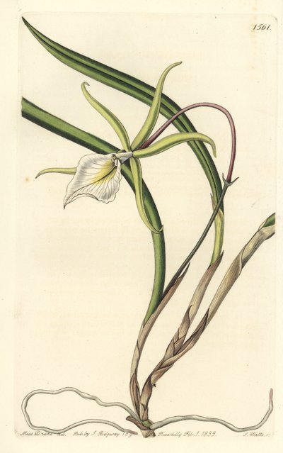 Brassavola perrinii (brasavola de Perrin), del Registro Botánico de Sydenham Edwards de Sydenham Teast Edwards