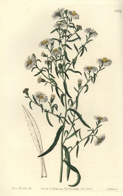 Áster frágil, Aster fragilis de Sydenham Teast Edwards