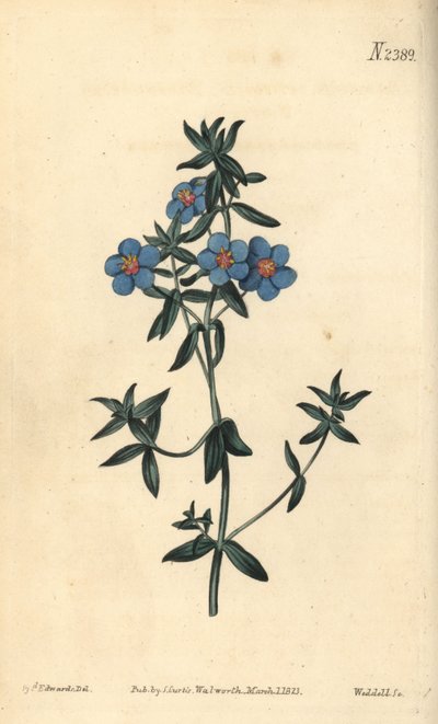 Pimpinela de hojas anchas, Anagallis latifolia. Grabado en cobre a mano coloreado por Weddell después de una ilustración botánica de Sydenham Edwards del Botanical Magazine de William Curtis, Samuel Curtis, Londres de Sydenham Teast Edwards