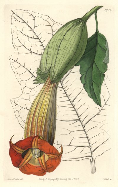 Brugmansia escarlata o trompeta de ángeles escarlata, del Registro Botánico de Sydenham Teast Edwards