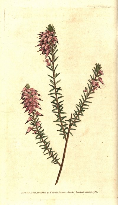 Brezo carnoso, Brezo color carne, Brezo de la nieve o Brezo de los Alpes - Erica herbacea de Sydenham Teast Edwards
