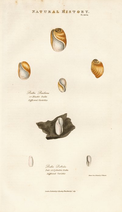  de Sydenham Teast Edwards
