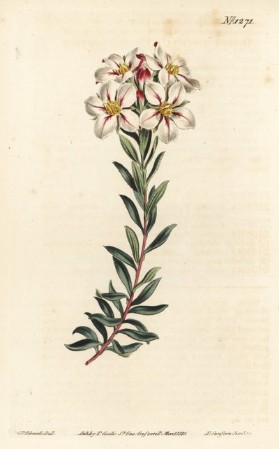 Buchu, Adenandra villosa (Diosma de flores en umbela, Diosma speciosa) - Grabado en cobre a mano coloreado por F. Sansom Jr. después de una ilustración de Sydenham Edwards del Botanical Magazine de William Curtis, Londres de Sydenham Teast Edwards